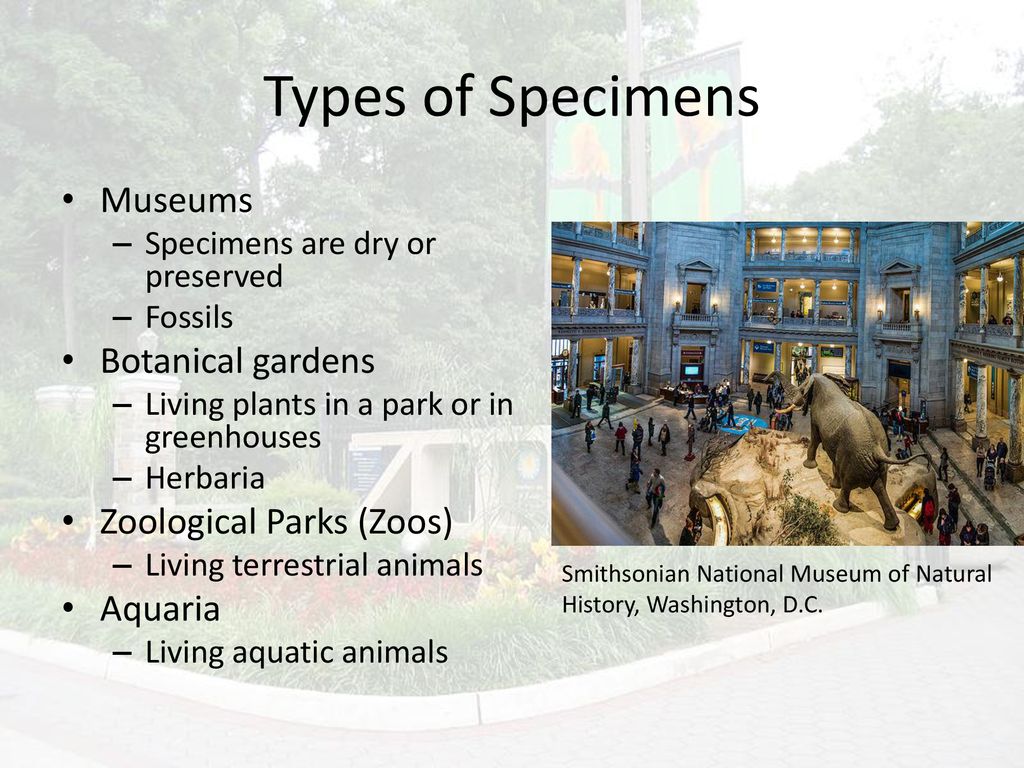 Exploring the Distinctive Features of Botanical Gardens and Herbariums: Understanding Nature's Living Treasures
