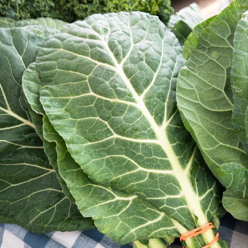 Growing Collard Greens from Seeds: A Beginner's Guide to Successful Cultivation