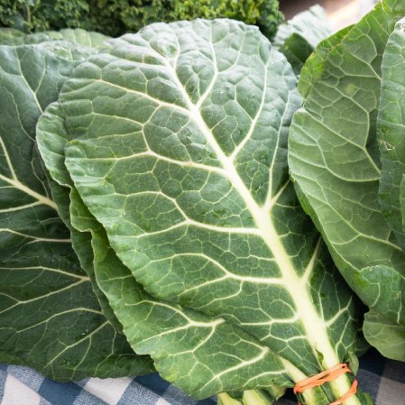 The Journey of Growing Delicious Collard Greens: From Seeds to Savor
