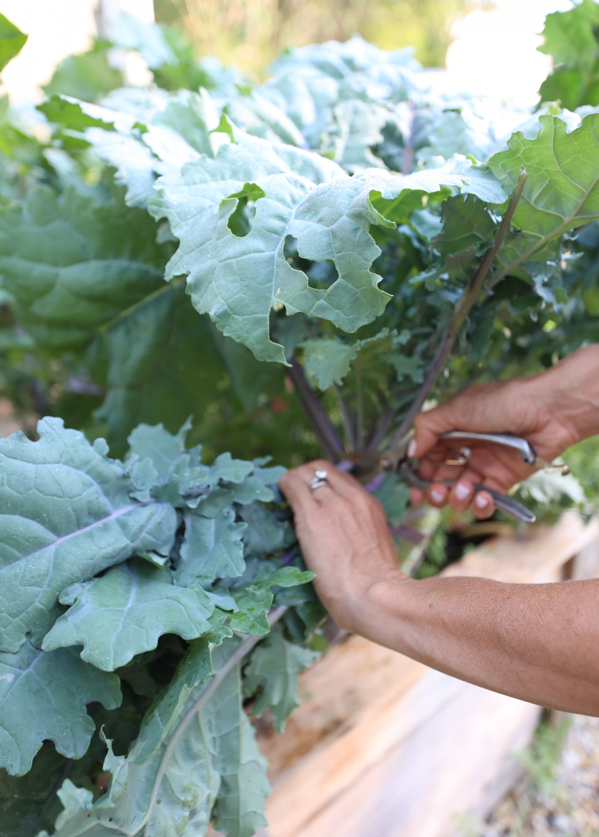Exploring Kale: Find Fresh and Local Kale Plants in Your Area