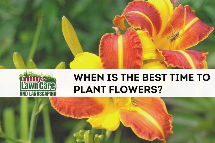 When is the Perfect Time to Plant Flowers: A Guide to Blossoming Gardens