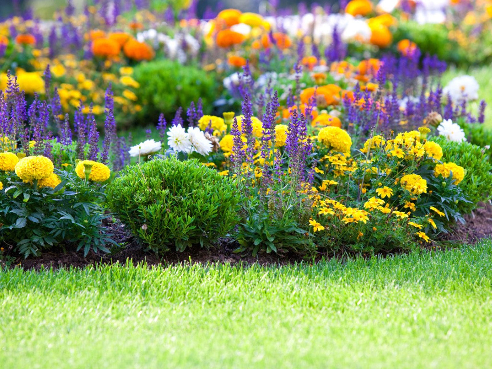 Expert Tips for Creating a Beautiful Flower Garden from Scratch