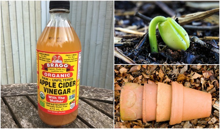The Benefits of Adding Apple Cider Vinegar to Your Garden for Optimal Growth