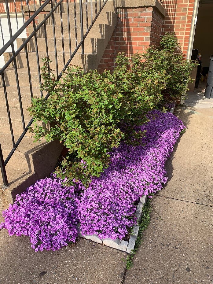 Exploring the Everlasting Beauty of Creeping Phlox: The Perfect Ground Cover for Your Garden