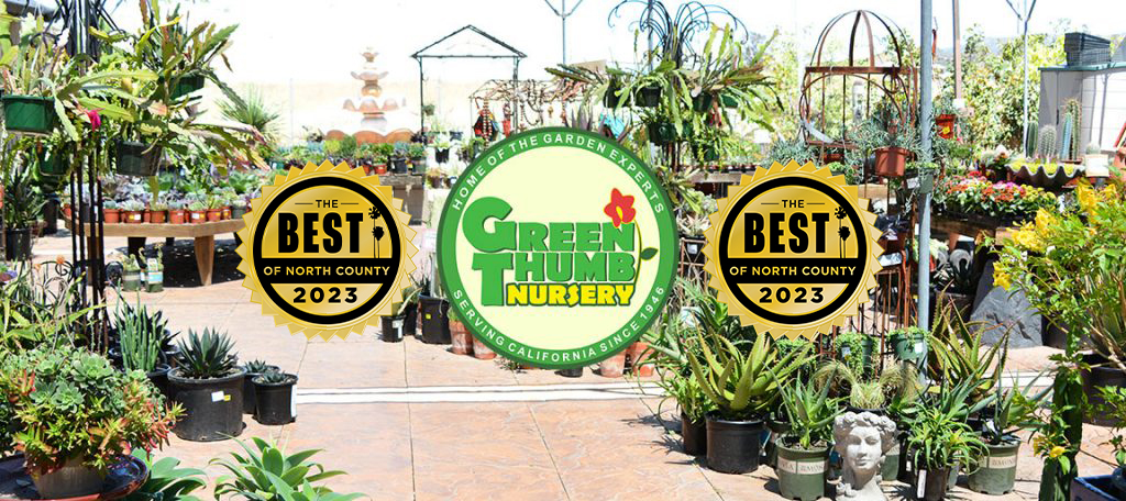 The Green Thumb Nursery: A Guide to Cultivating a Vibrant Garden
