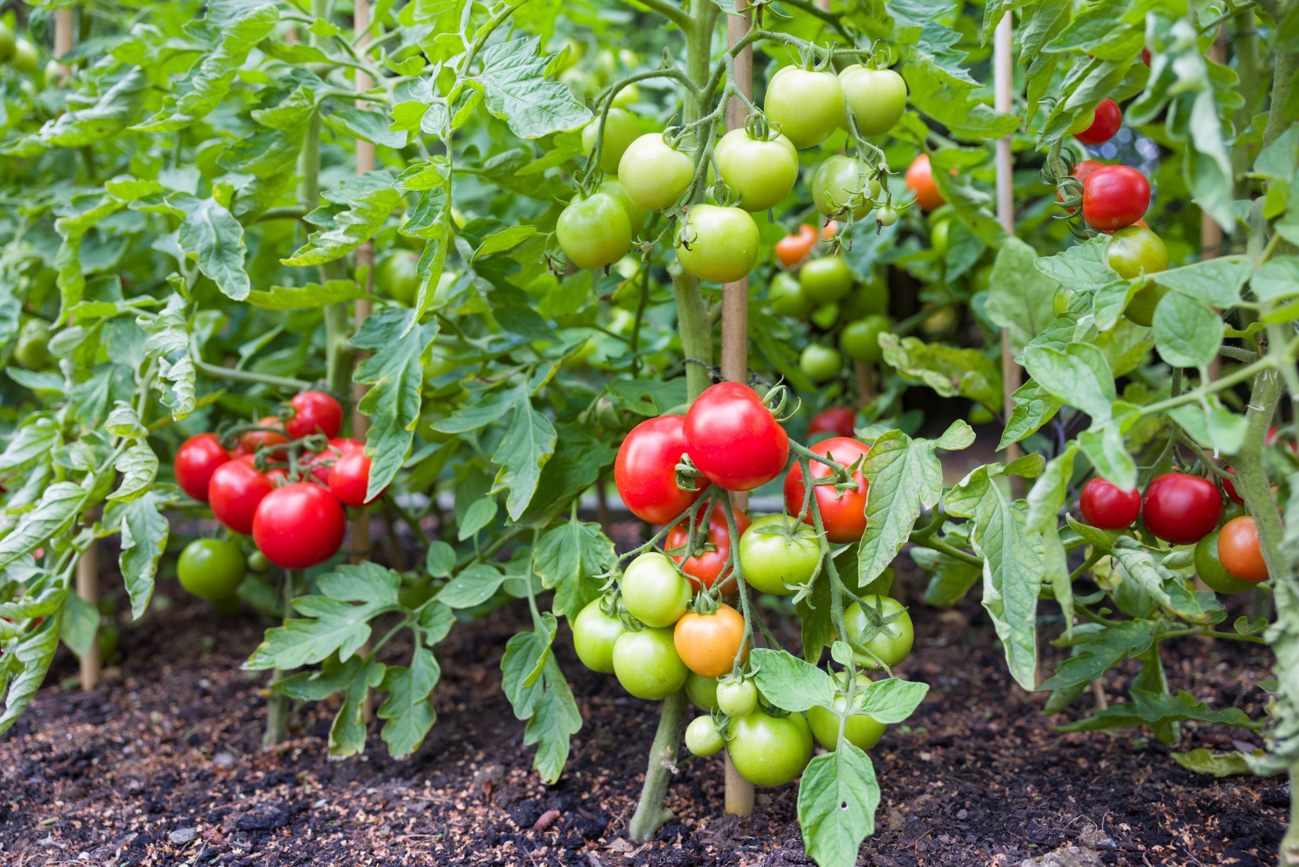 A Guide to Successfully Growing Tomatoes in Your Backyard