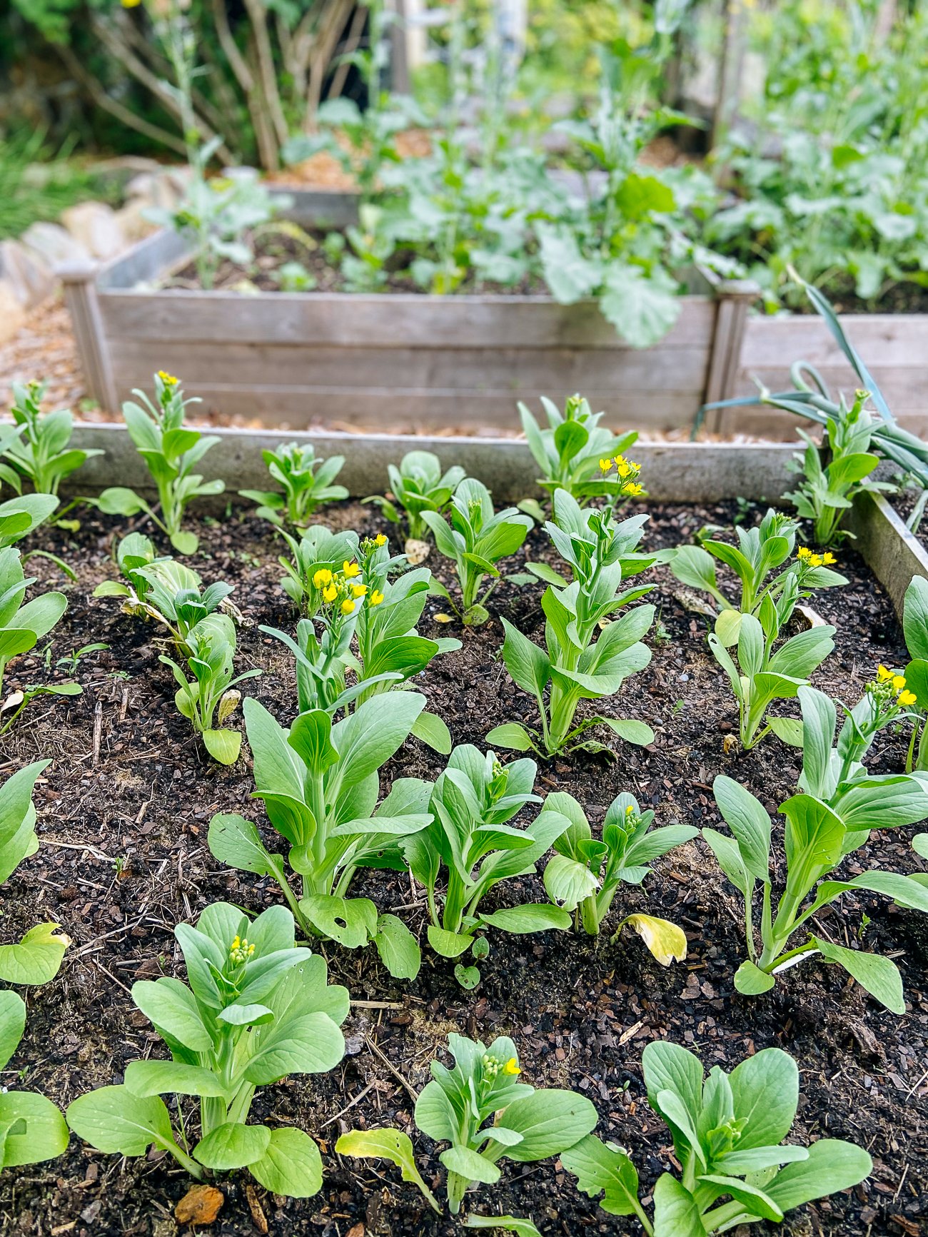 The Joy of Growing Your Own Bok Choy in Your Backyard Garden