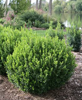 The Beauty of Evergreen Shrubs: Enhancing Your Landscape with Timeless Greenery