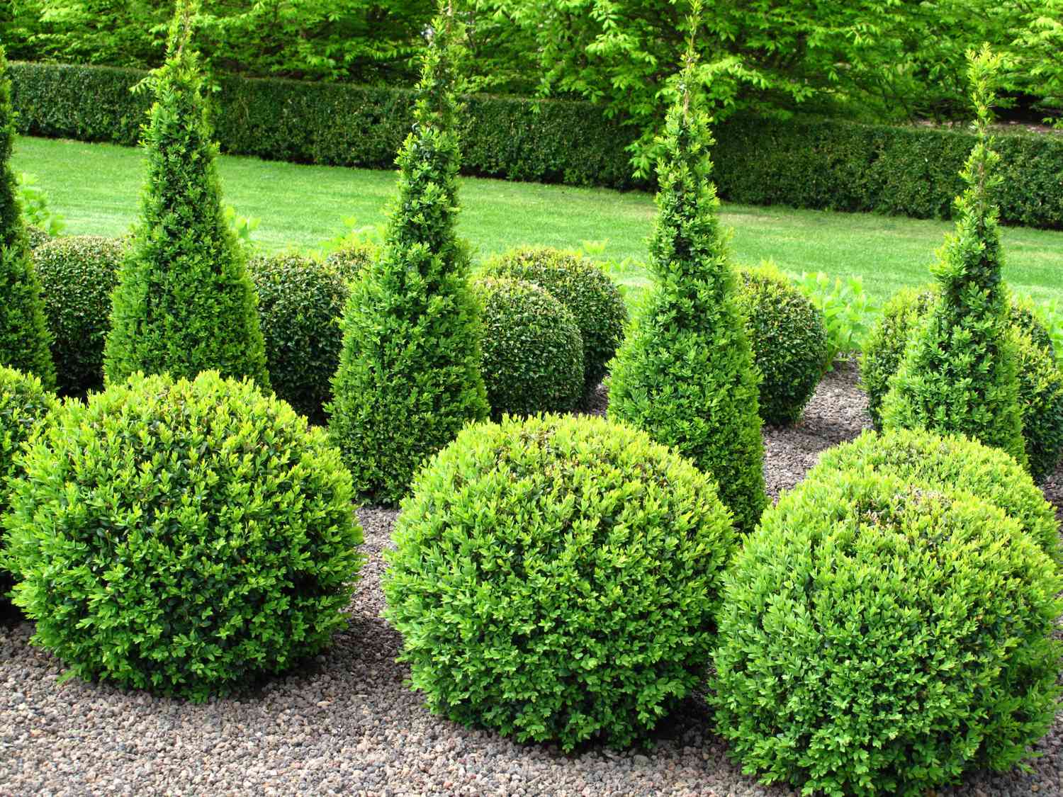 Enhancing Your Garden with Beautiful Small Green Shrubs: A Guide to Choosing and Caring for Them