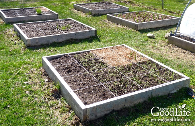 How to Create a Successful Square Foot Garden in Your Yard