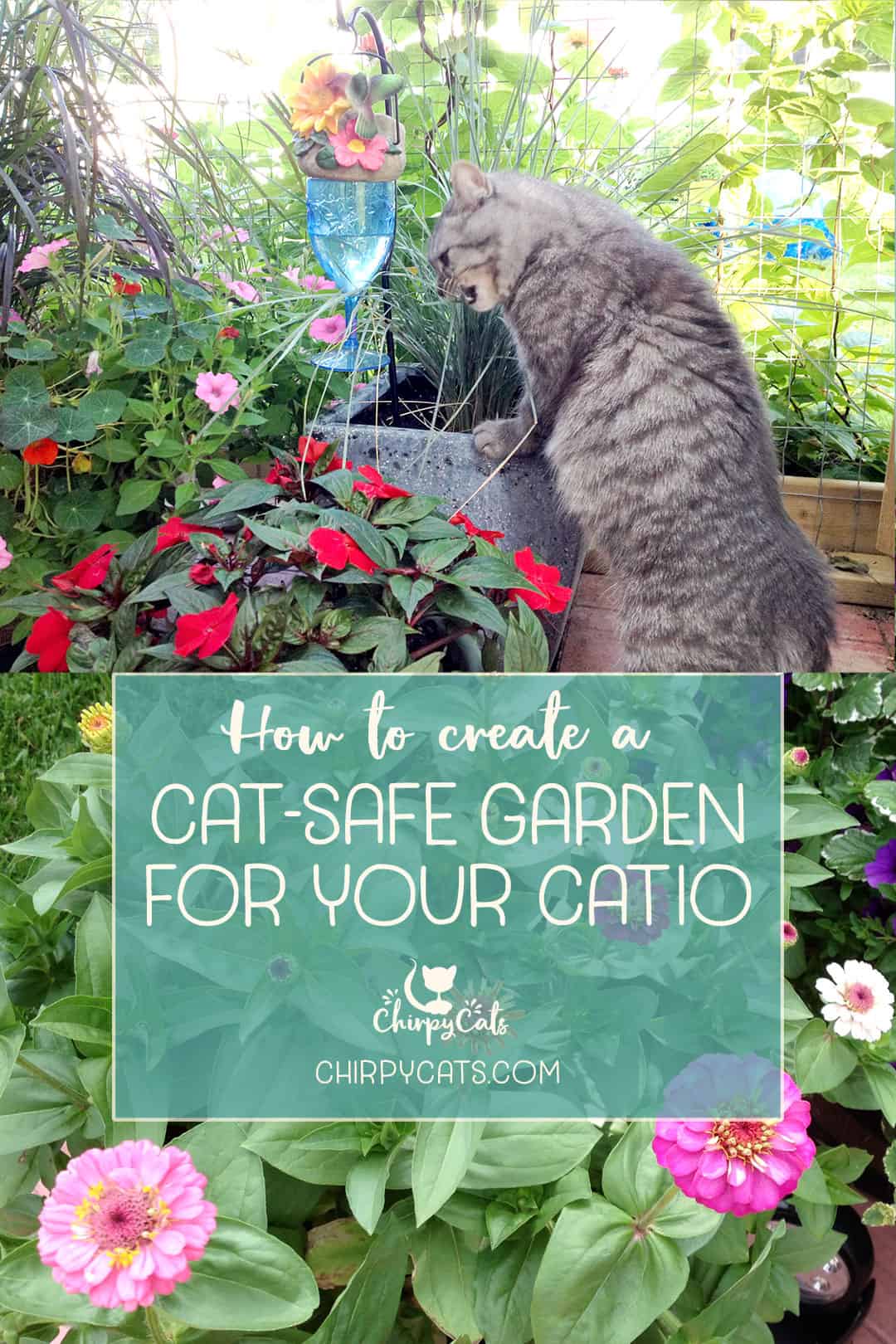 Creating a Safe Garden Oasis: Cat-Friendly Flower Varieties to Cultivate
