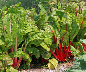The Beginner's Guide to Growing Luscious Chard: Cultivate Your Own Delicious and Nutritious Greens
