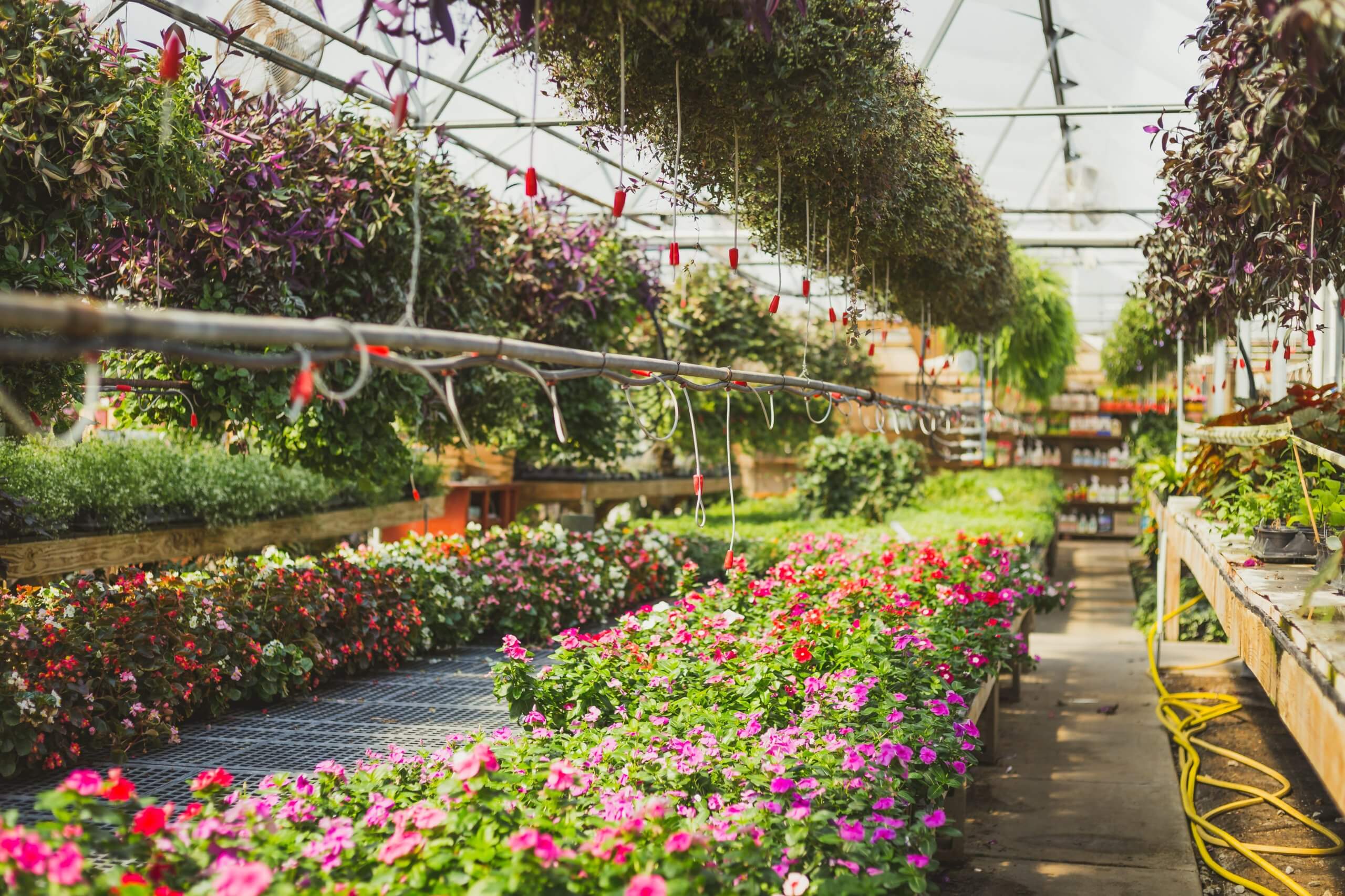 The Beauty of Bordines Greenhouse: A Haven for Serene Nature-Lovers