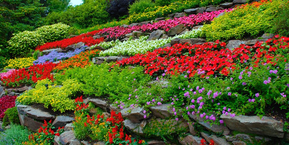 The Beauty and Serenity of Planting a Flower Garden in Your Ideal Location