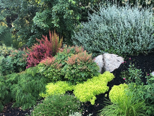 A Guide to Enhancing Your Garden with Lush Foliage: Tips and Ideas