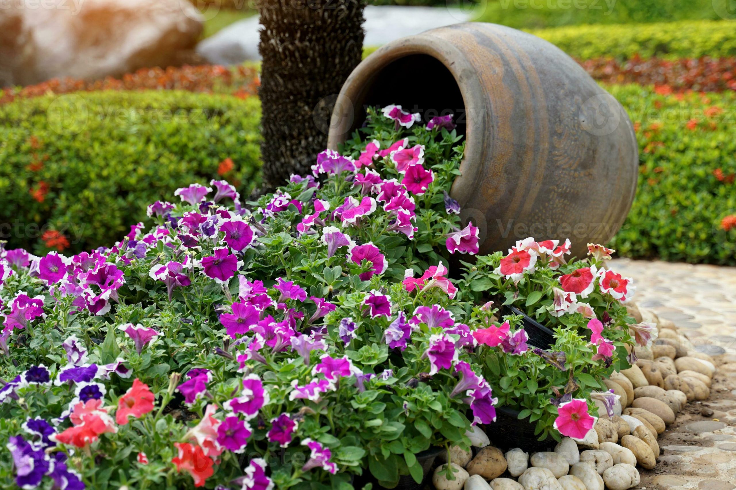 Unveiling the Beauty of Petunias: A Guide to Growing Potted Petunias in Your Home Garden