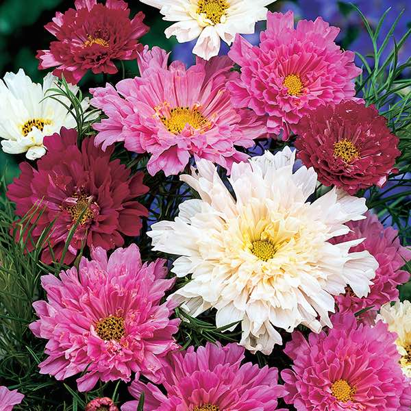 The Finest Selection of Garden Flowers Perfect for Cutting and Arrangements