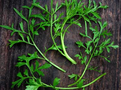 How to Cultivate and Care for Curly Cress: A Guide for Gardening Enthusiasts