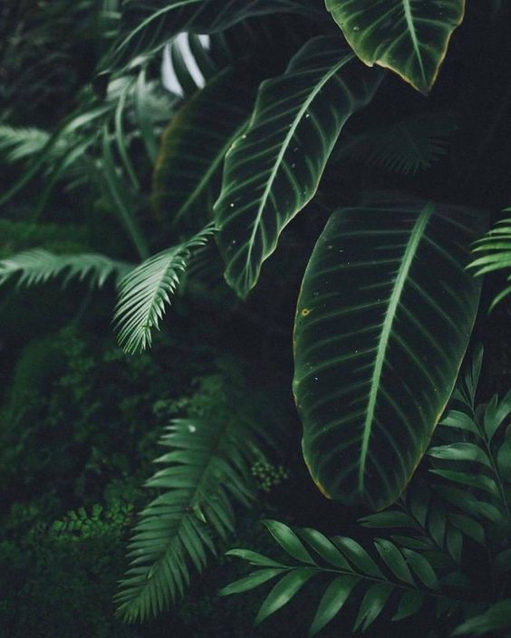 The Beauty and Benefits of Dark Green Plants: Enhancing Your Indoor Space Naturally