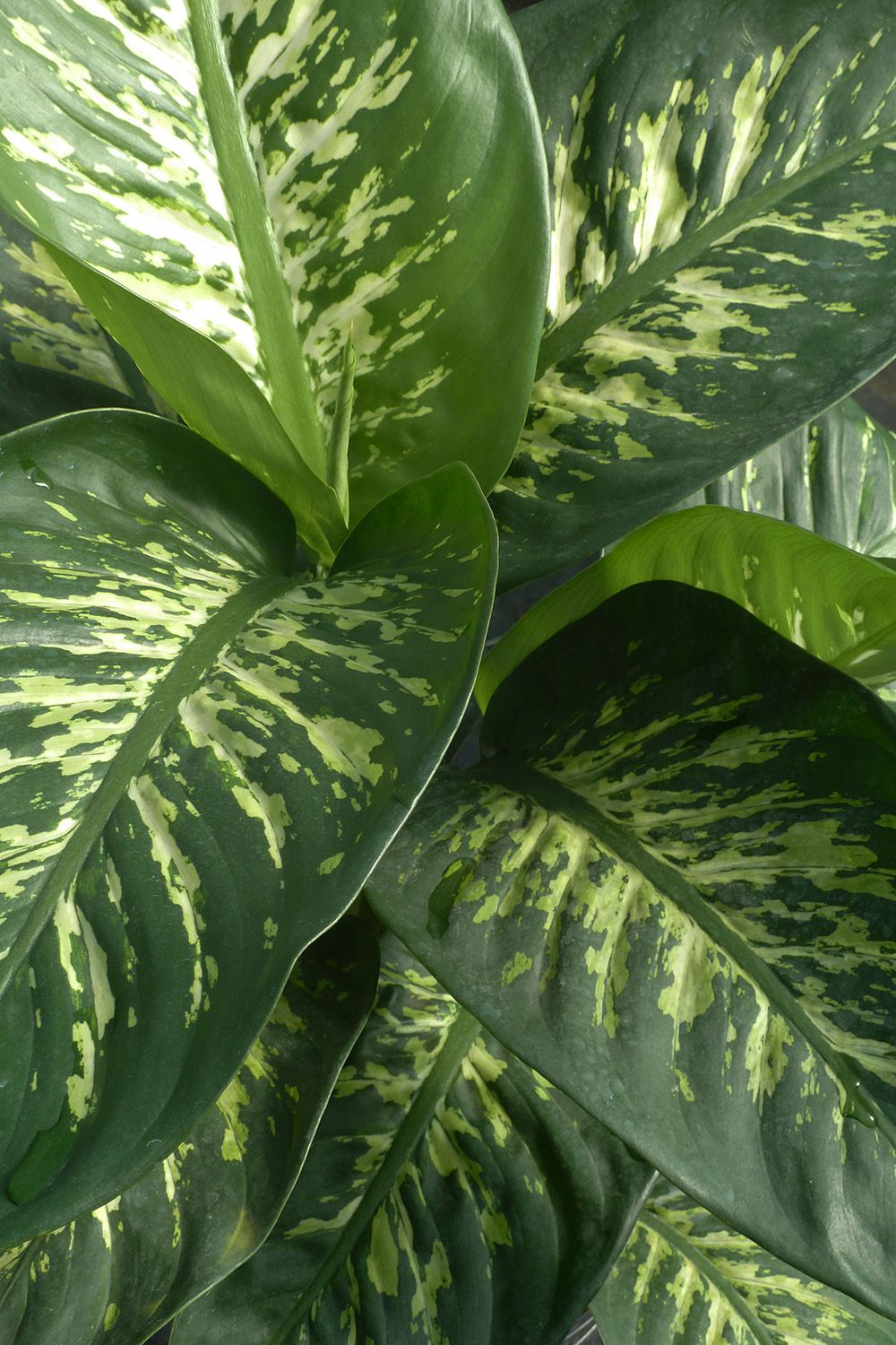 The Beauty of Oversized Verdant Foliage: Embracing the Presence of Large Green Plants