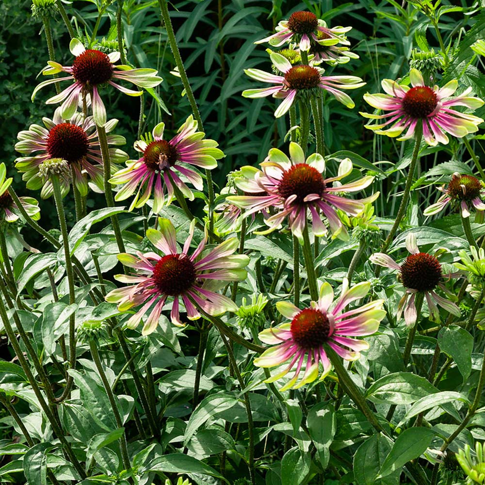 The Beauty of Green Twister Coneflower Seeds: A Natural Delight for Every Garden