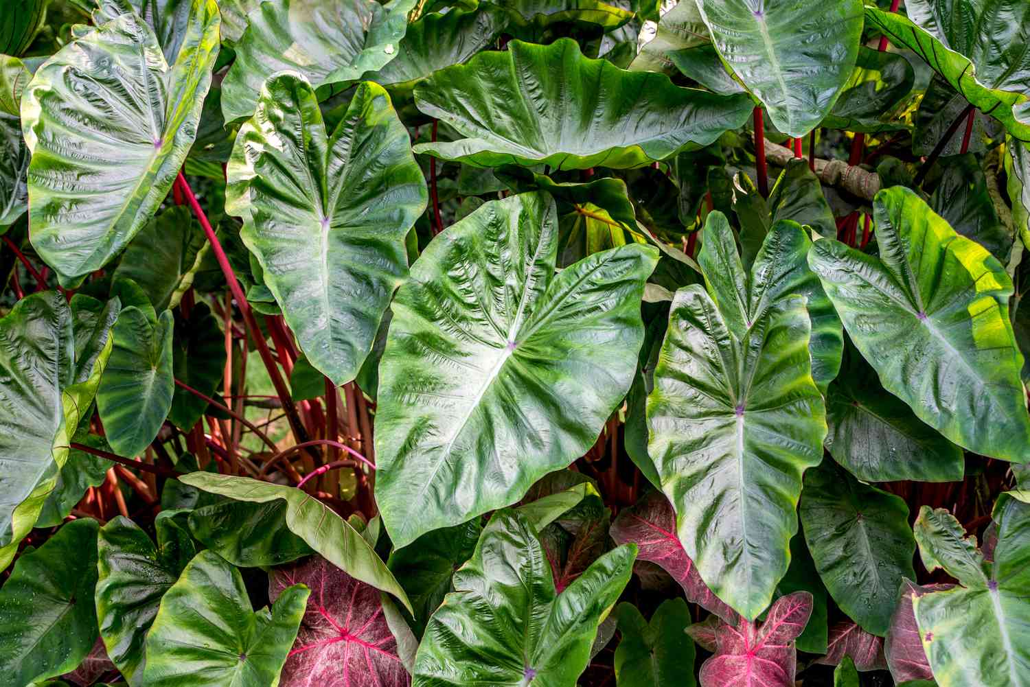 The Top Outdoor Foliage Plants to Enhance Your Garden