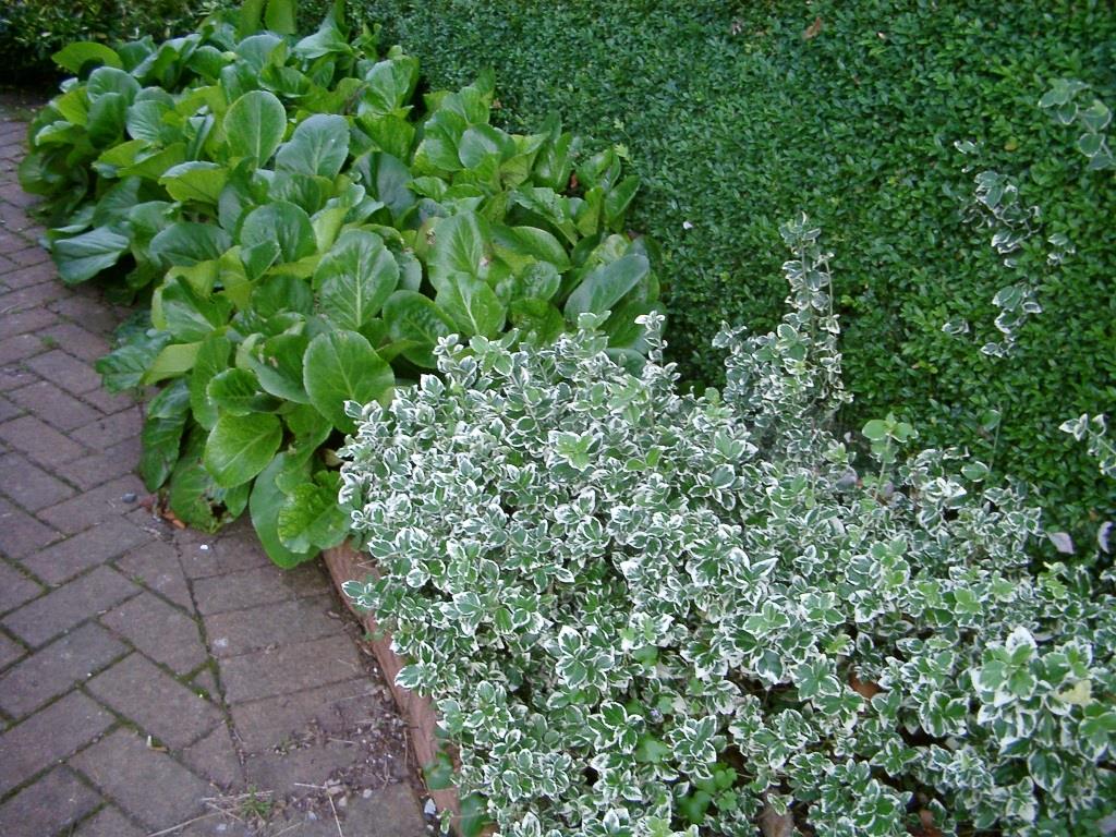 Enhancing Your Garden with Beautiful Ground Coverage Plants: A Complete Guide