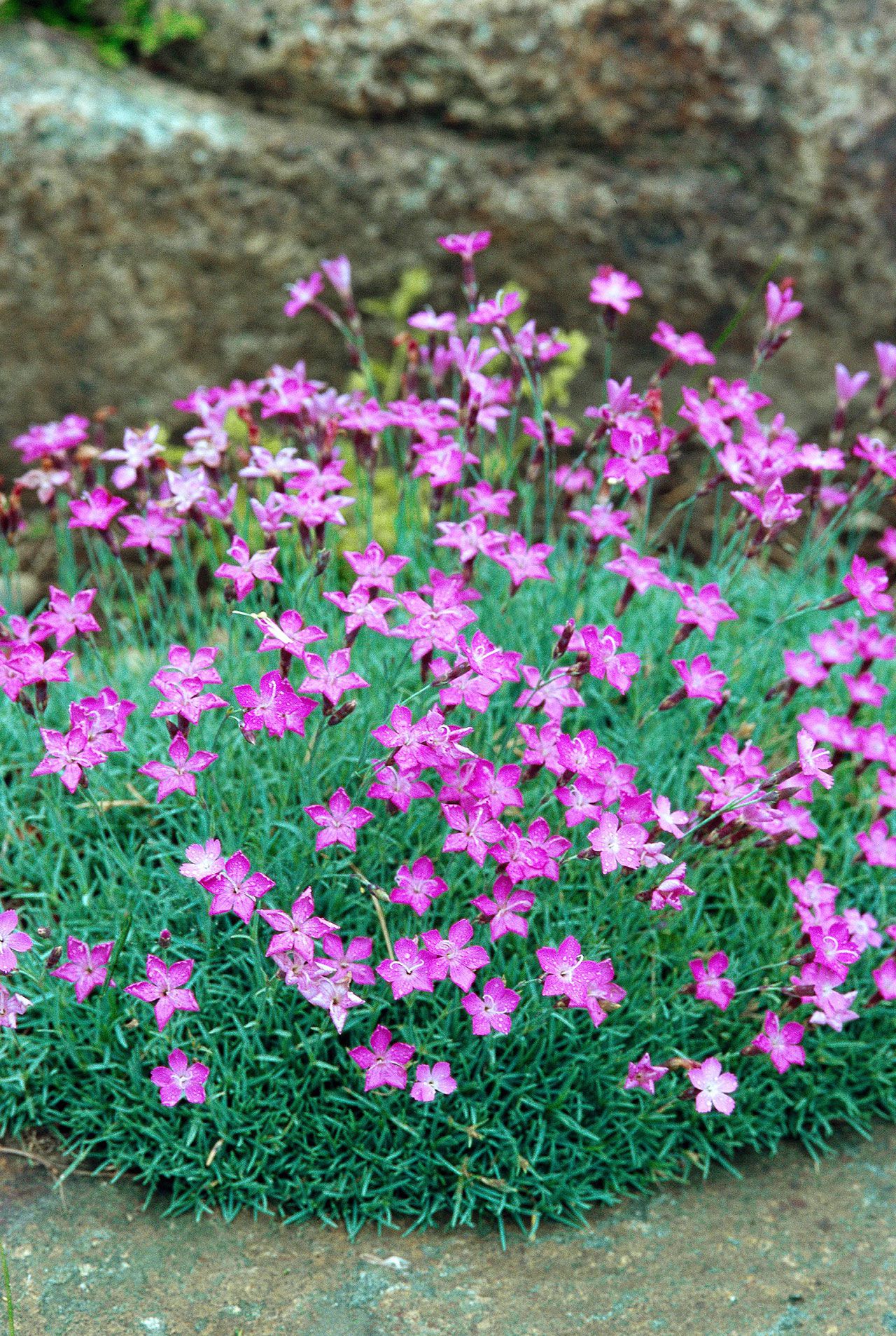 Blooming Beauties: Ground Flowers Thriving in Full Sunlight