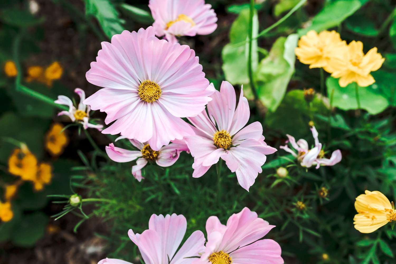 The Top Flowers to Naturally Repel Garden Pests: Enhance Your Garden's Defense Against Unwanted Insects and Critters
