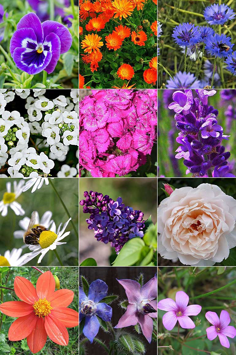 Exploring the Delightful World of Edible Garden Flowers
