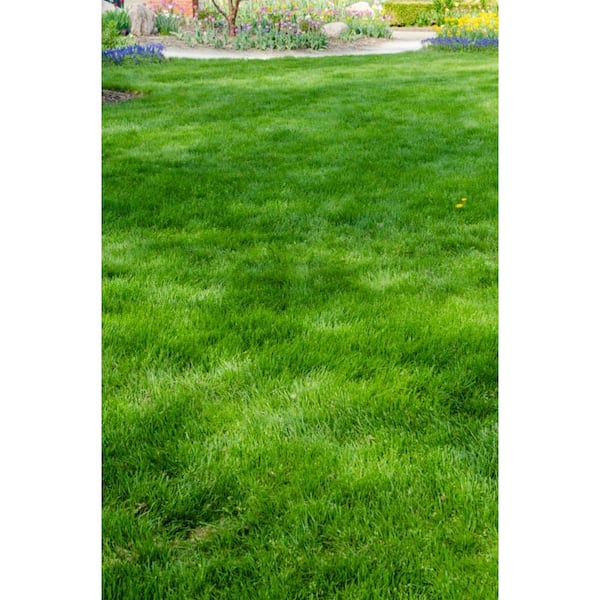 The Guide to Growing Lush Green Grass in Your Garden: A Natural Approach with Quality Seeds