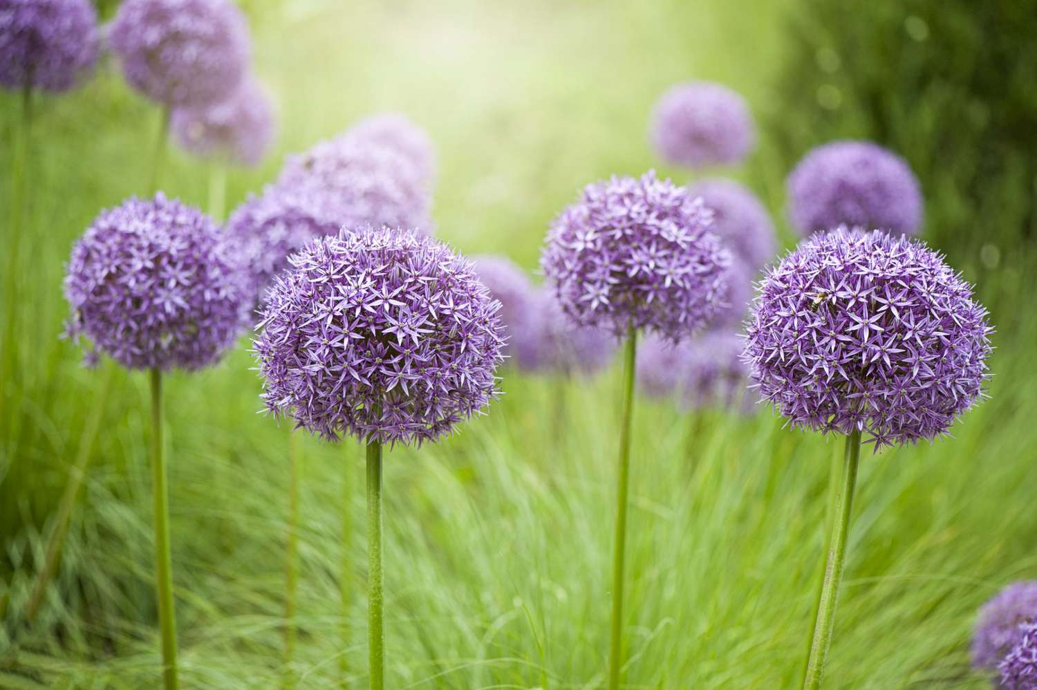 Create a Vibrant Garden with These Beautiful Flower Choices for Your Garden Beds