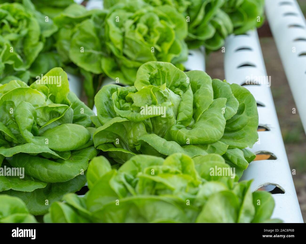 The Nutritional Delight of Growing Hydroponic Butter Lettuce at Home