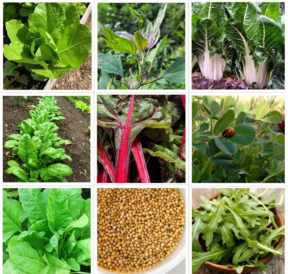 The Benefits of Growing Your Own Green Vegetable Seeds: A Guide for Gardeners