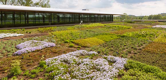 The Benefits and Beauty of Green Roof Gardens: Enhancing Sustainability and Serenity