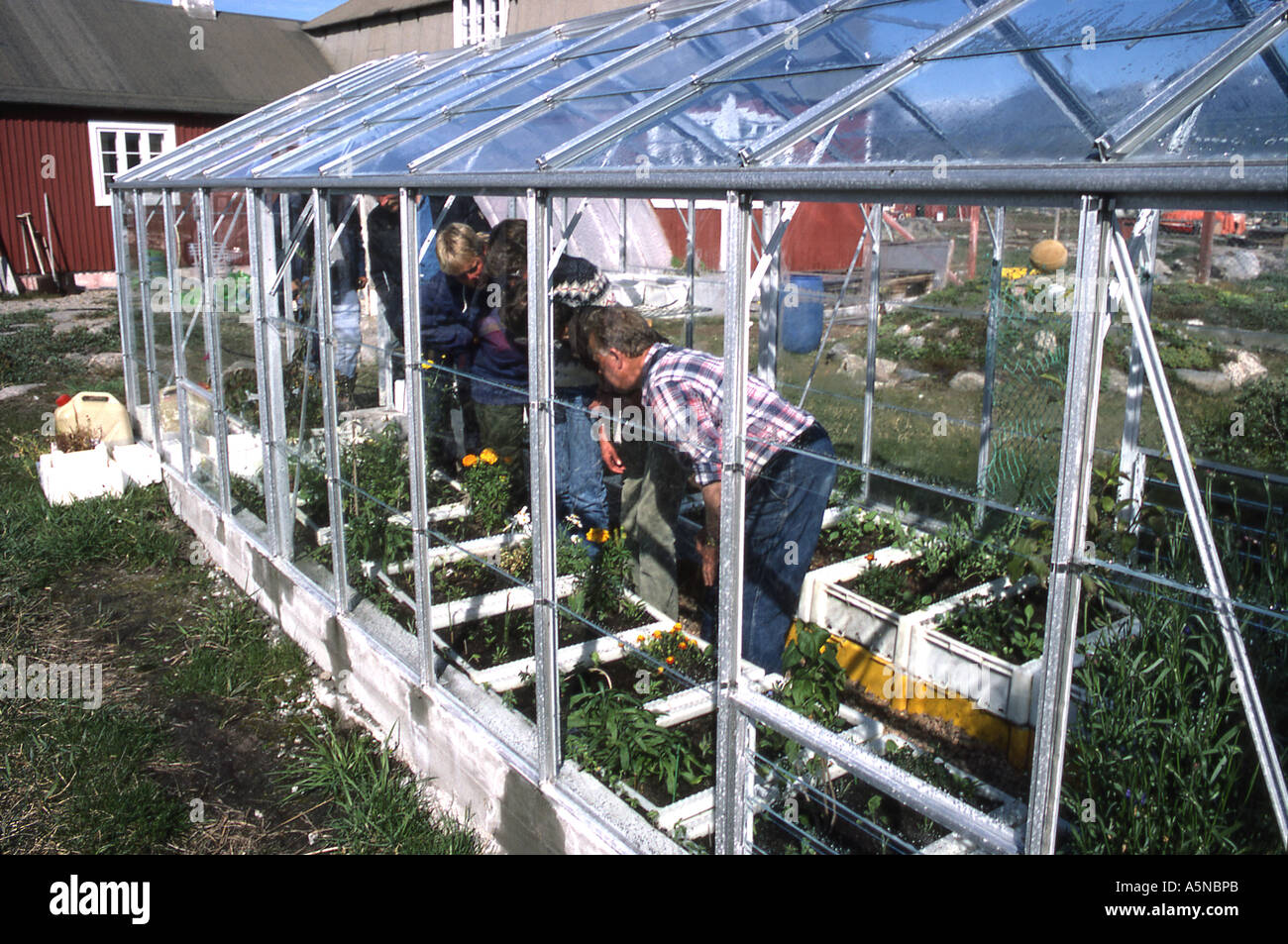 A Sustainable Oasis in Greenland: Exploring the Innovative World of Greenhouse Farming