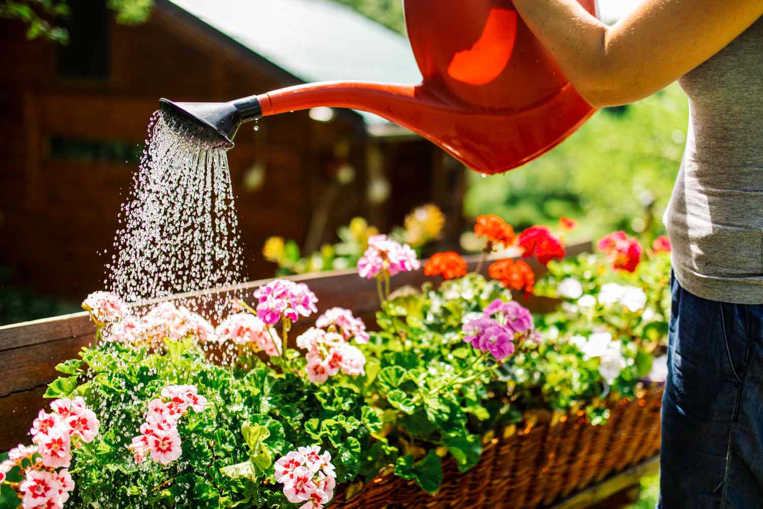 What's the Right Watering Schedule for Your Flower Garden?
