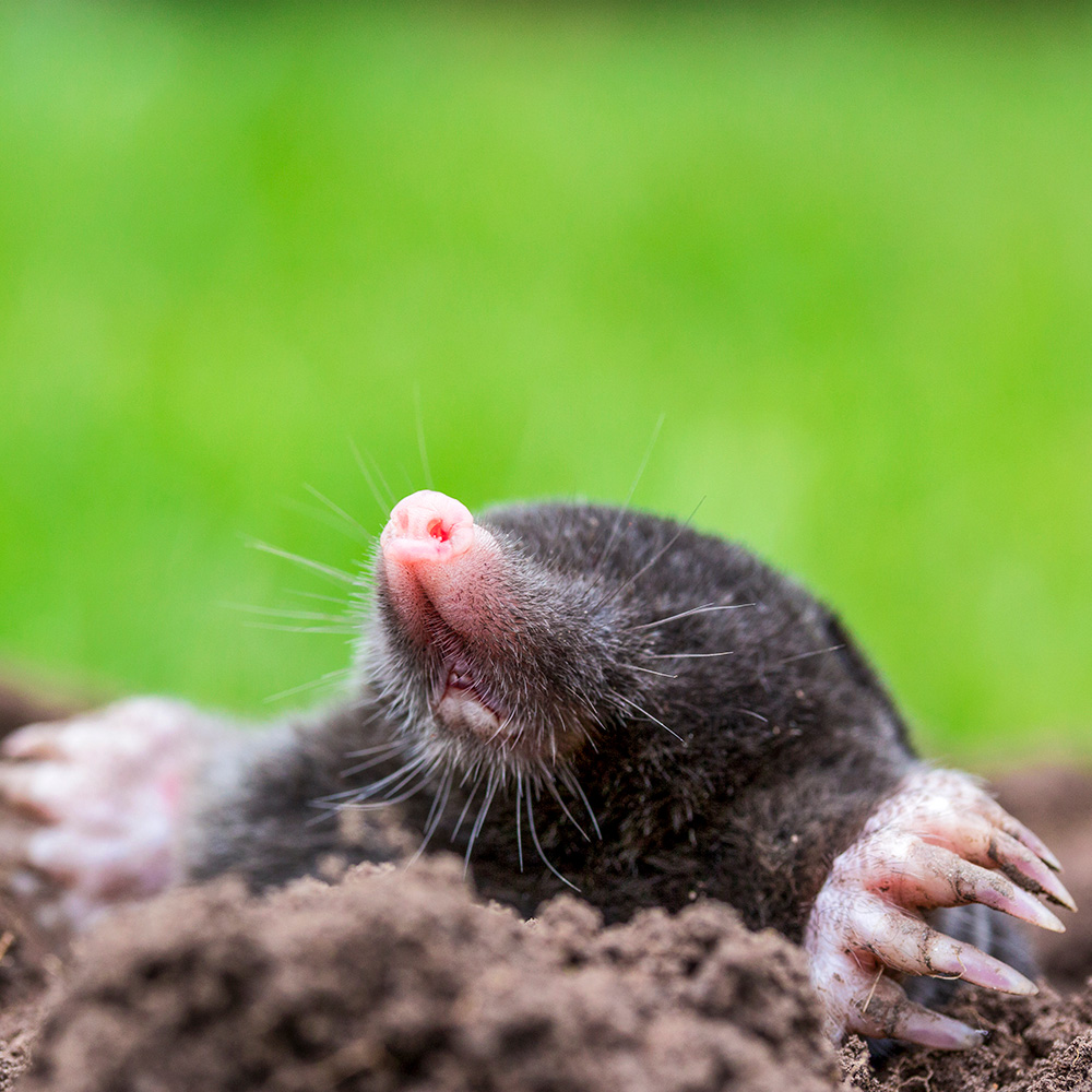 The Natural Way to Deal with Ground Moles in Your Yard