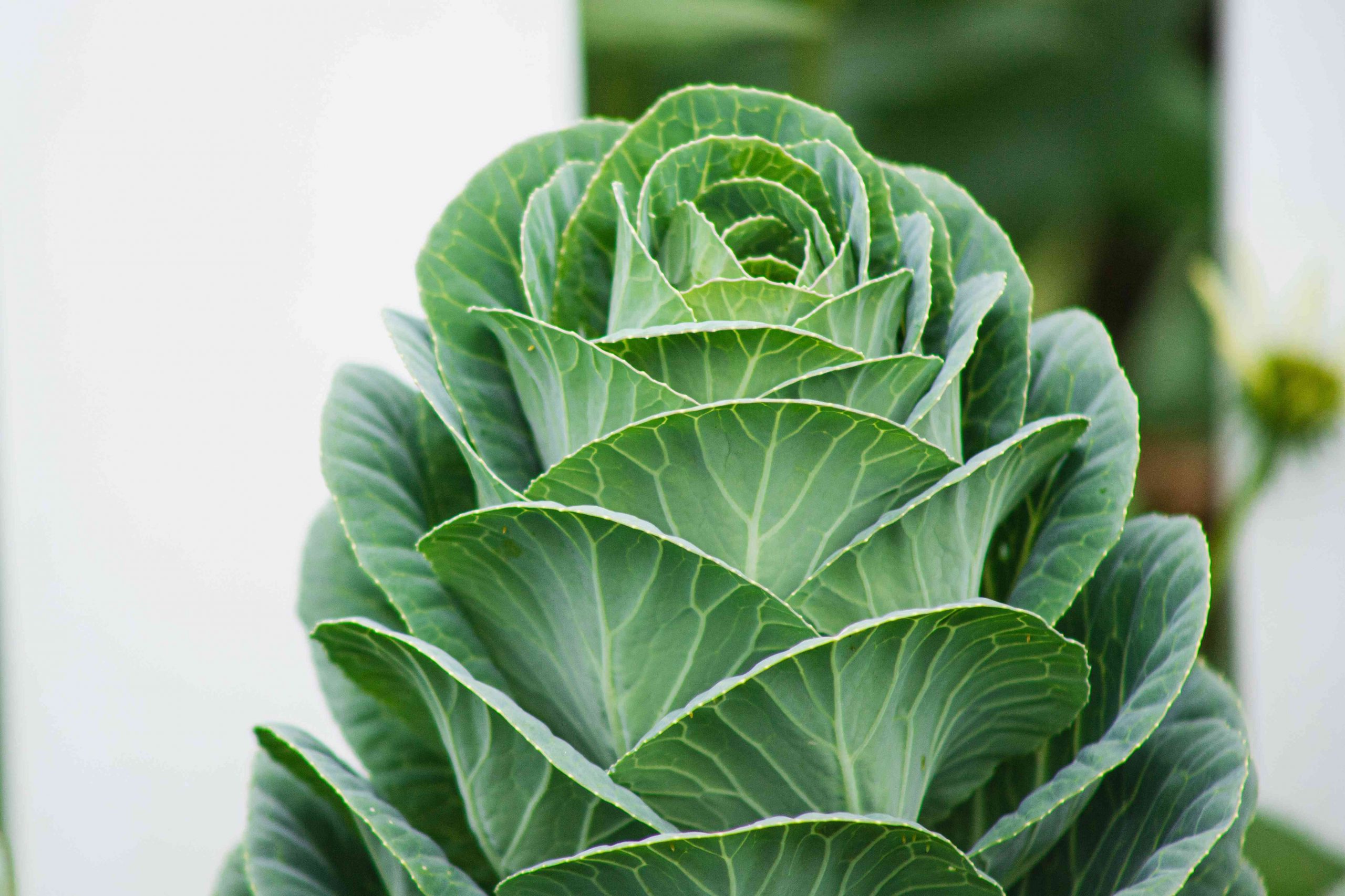 Container Gardening 101: A Guide to Growing Nutritious Collard Greens