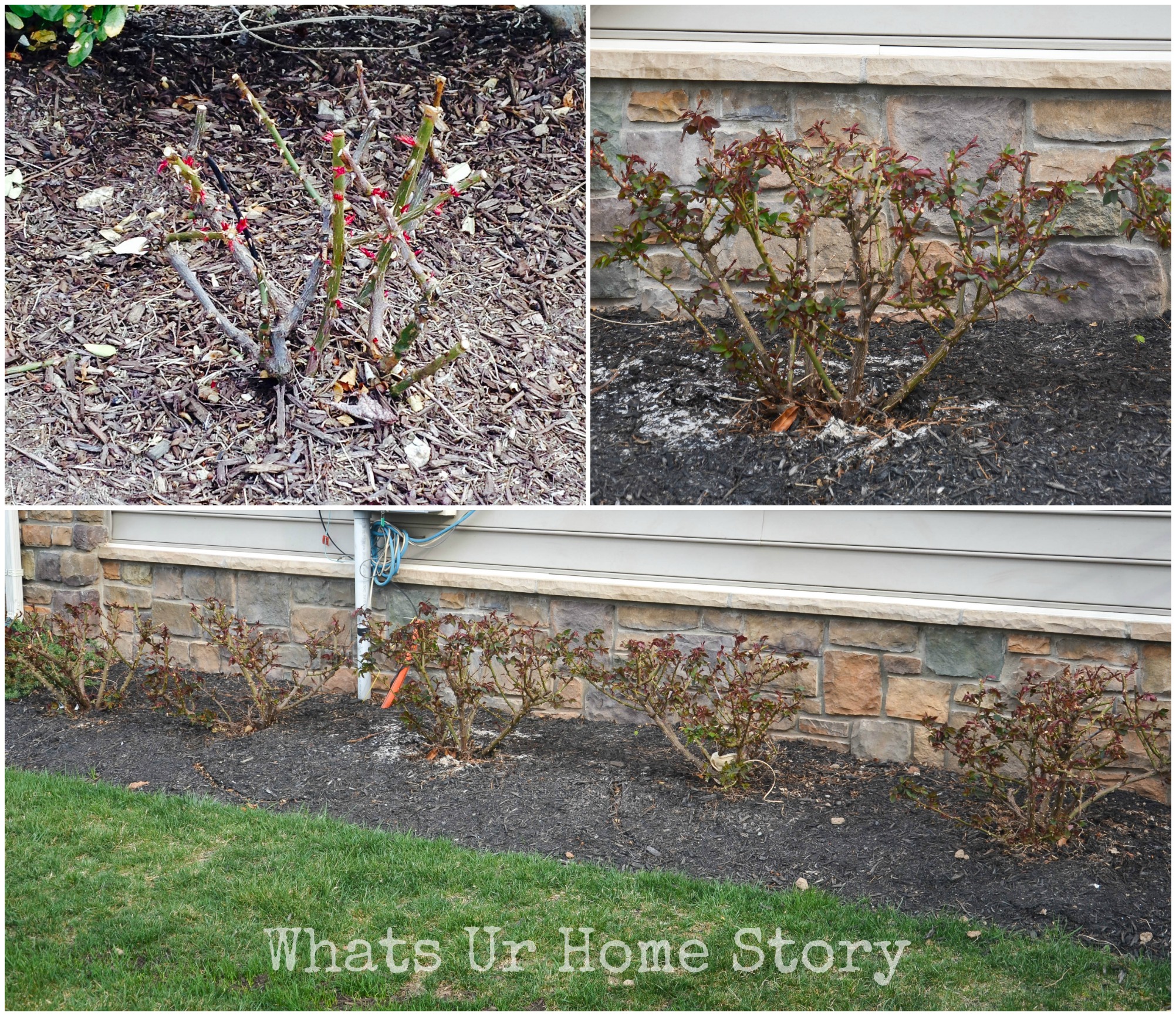 How to Properly Prune Knockout Roses: A Step-by-Step Guide
