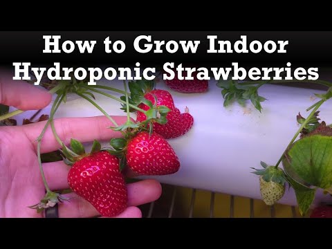 The Benefits of Simple Greens Hydroponics for Sustainable Gardening
