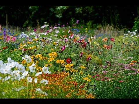 Creating a Beautifully Blended Flower Garden: A Guide to Mixing Flower Varieties for Stunning Results