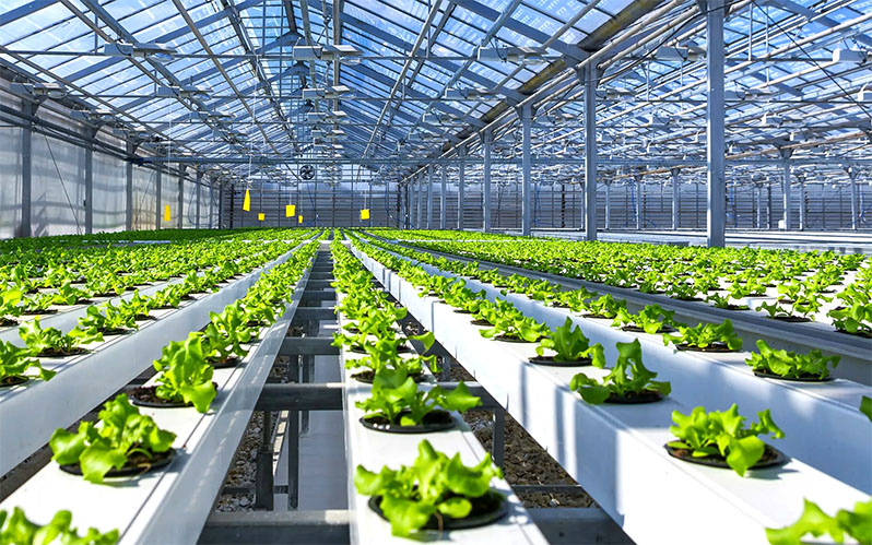 Efficient and Eco-Friendly Ways to Cultivate Plants in a Hydroponic Greenhouse