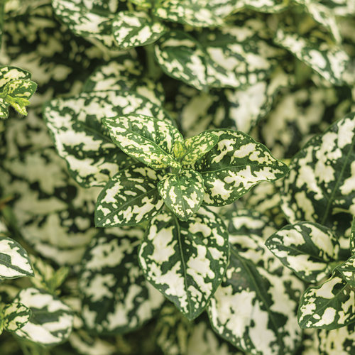 The Beauty of Green and White Plants: A Lifelike Tapestry of Nature's Tranquility
