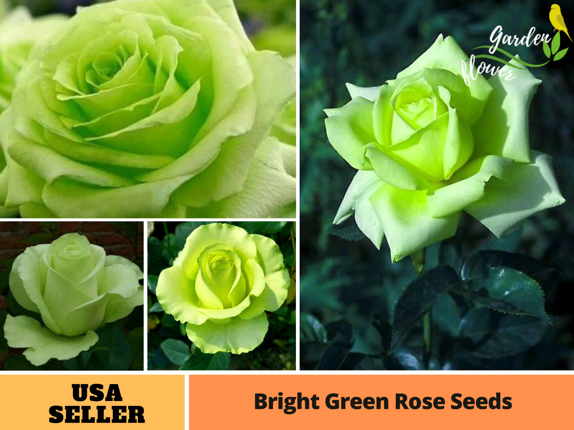 Growing Your Own Green Rose Garden: A Guide to Planting and Nurturing Rose Seeds