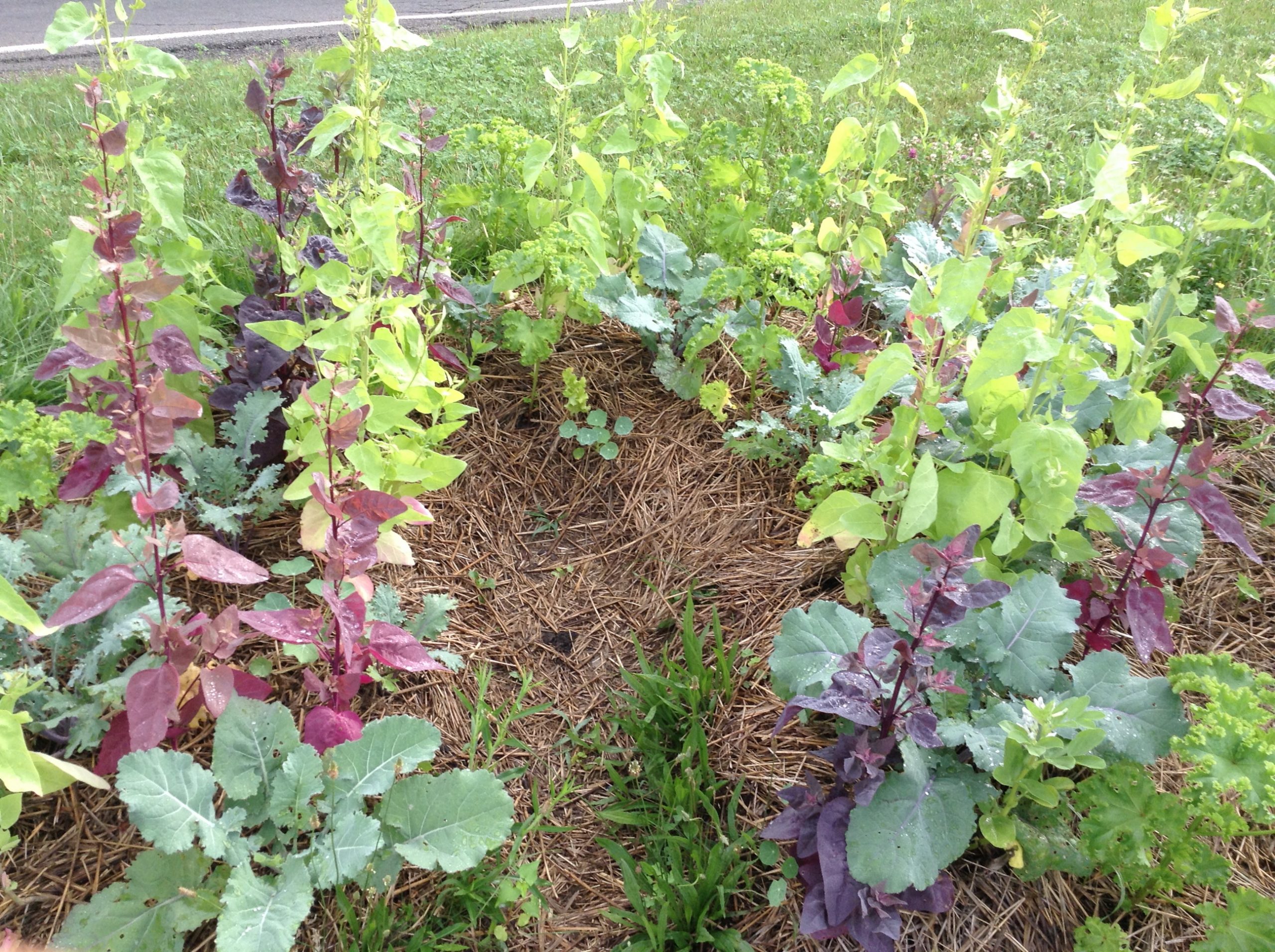 The Wonders of Perennial Kale Seeds: A Guide to Growing an Abundant and Sustainable Garden