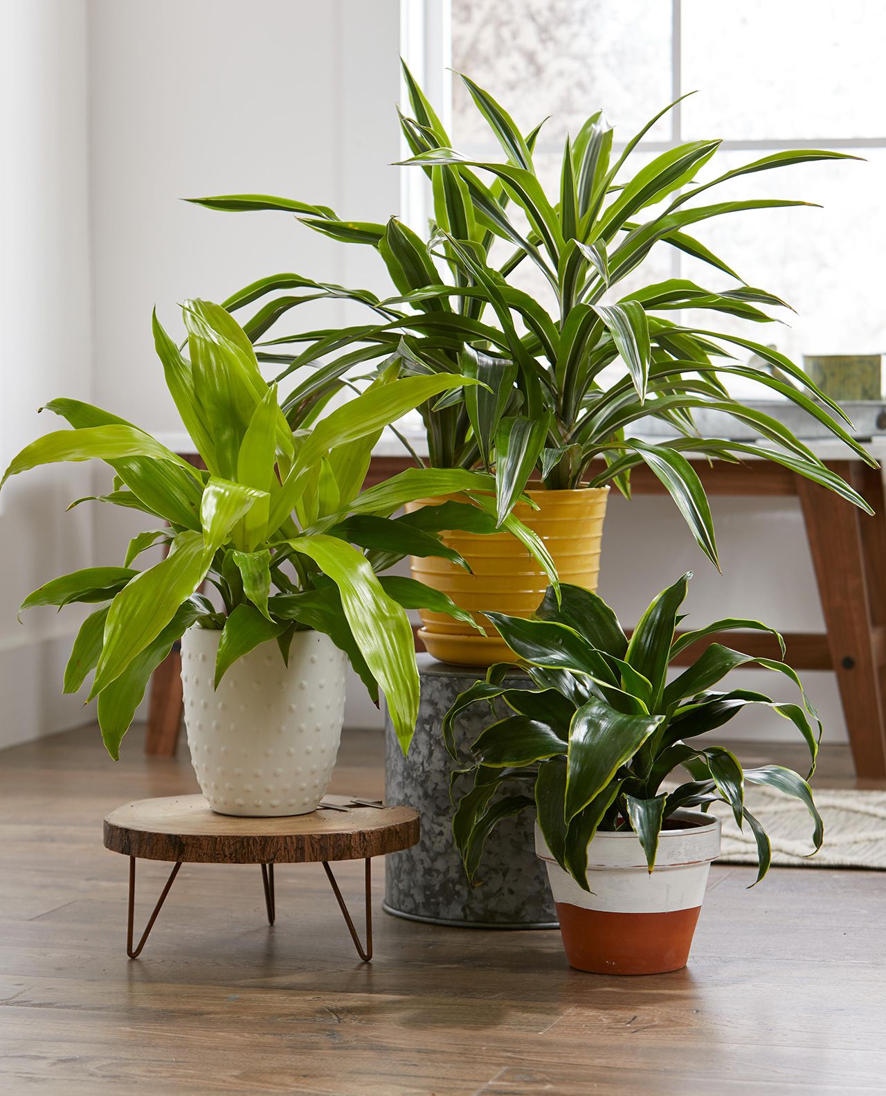 The Beauty of Green Leafy Indoor Plants: Enhancing Your Home with Nature's Elegance