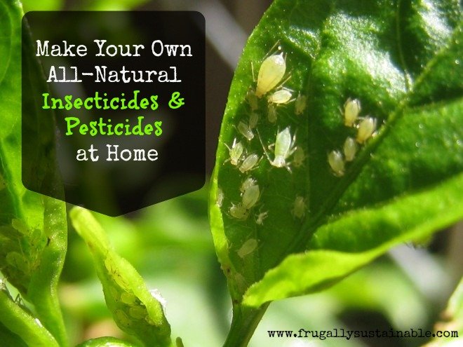 Creating Effective and Safe Homemade Pesticides for Your Organic Garden