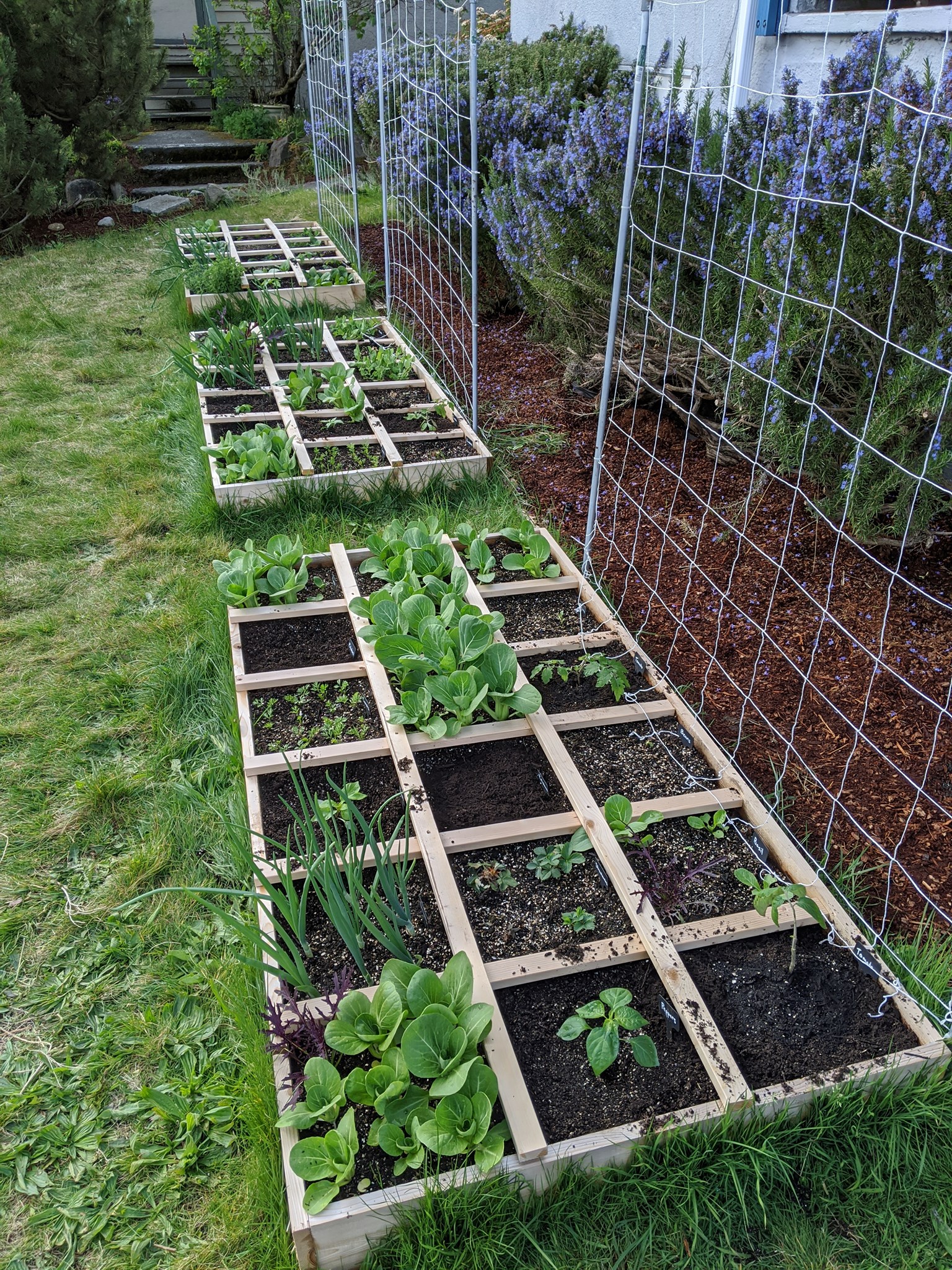 Growing Vibrant Bok Choy in a Compact Square Foot Garden: Tips for Success