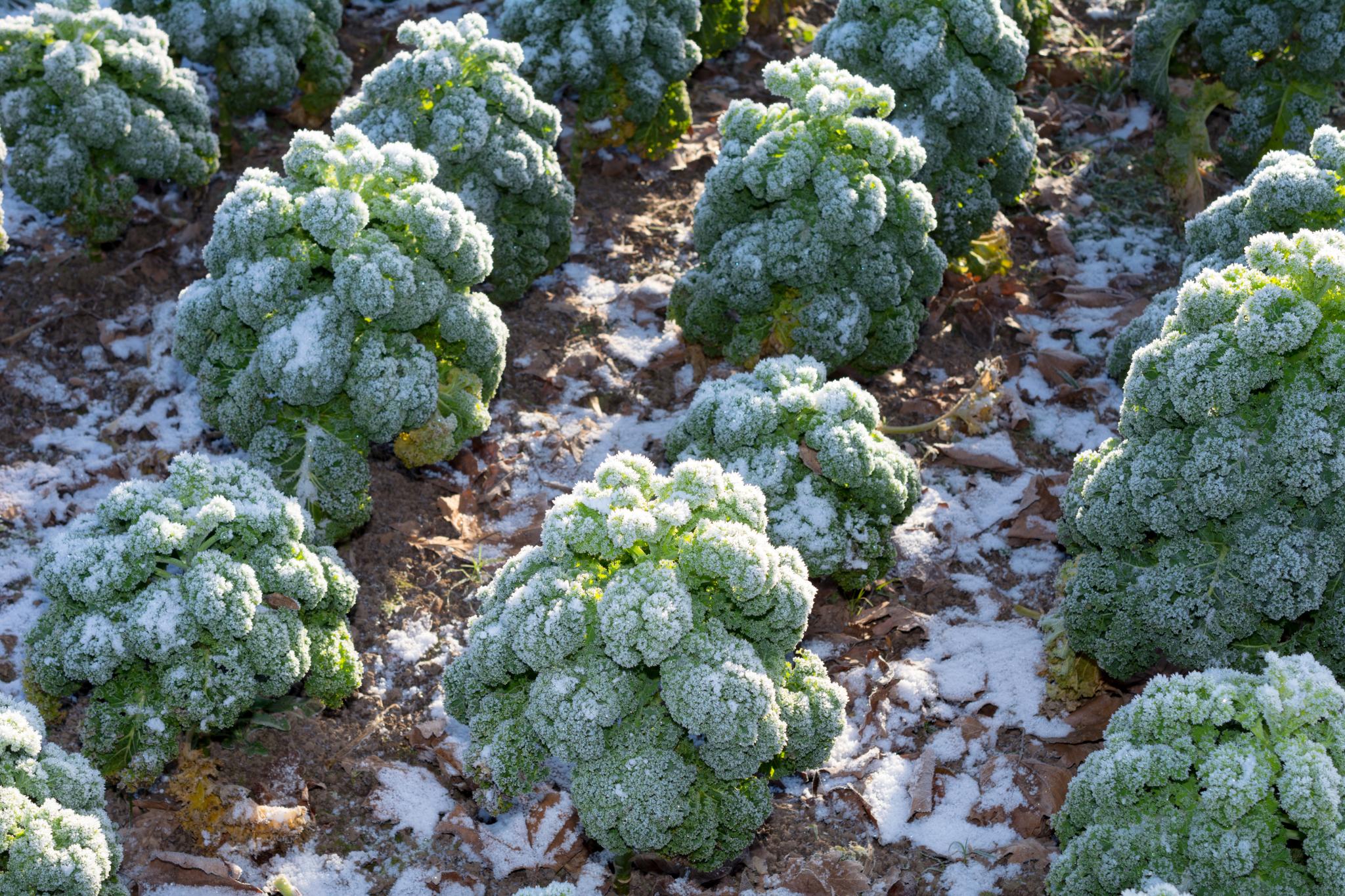 The Beginner's Guide to Successful Kale Cultivation: Tips and Tricks for a Bountiful Harvest